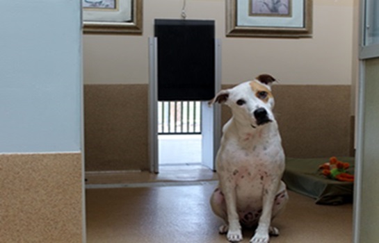 Second Home Pet Resort photo 2