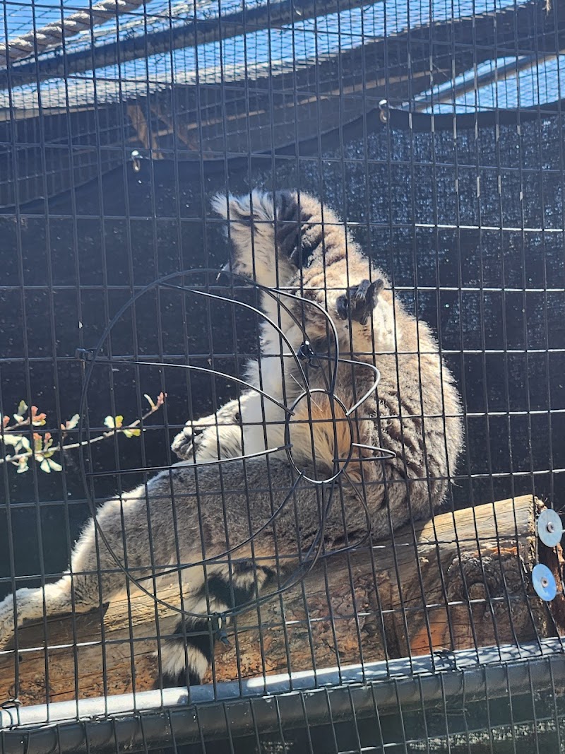 Heritage Park Zoological Sanctuary photo 5