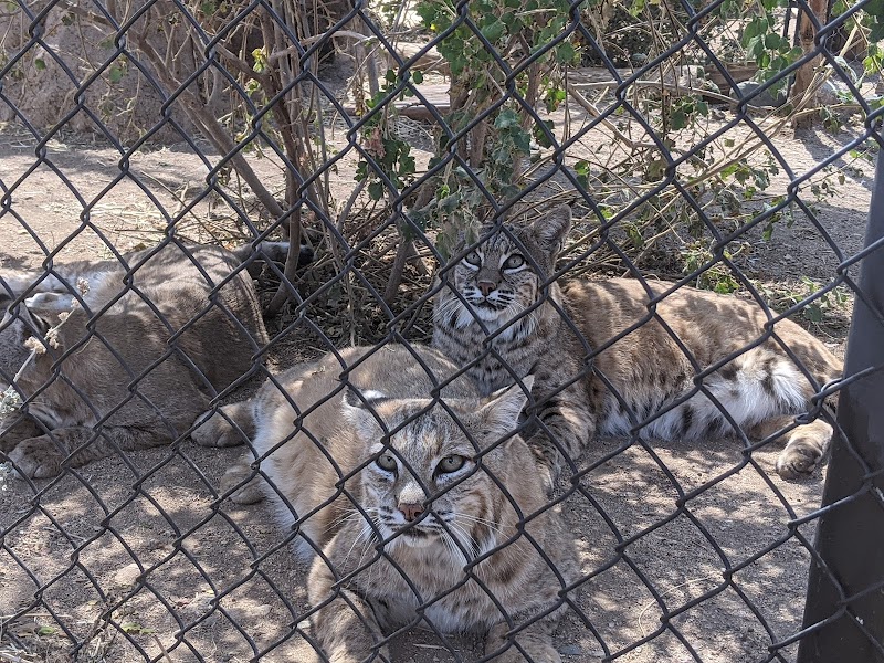 Heritage Park Zoological Sanctuary photo 4