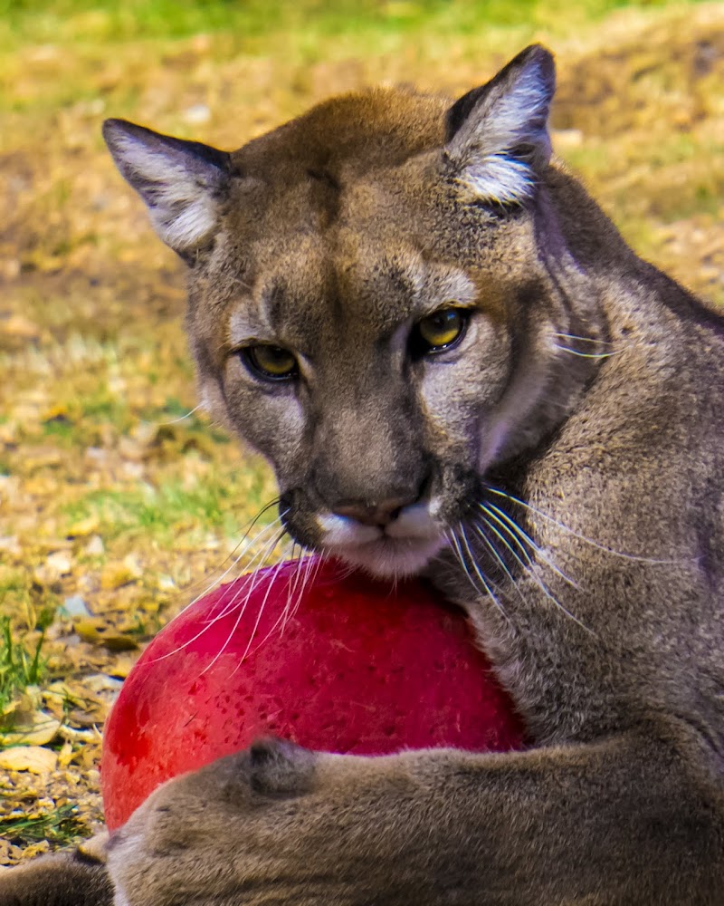 Photo of Heritage Park Zoological Sanctuary