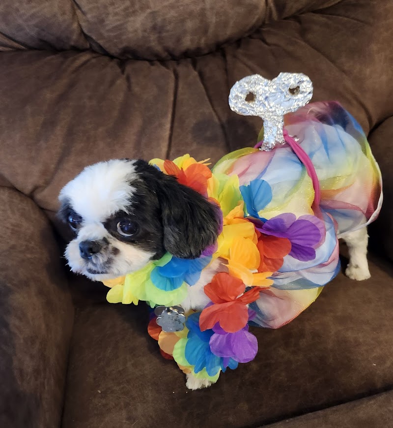 Cynthia's Pet Grooming photo 2