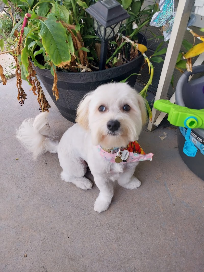Photo of Cynthia's Pet Grooming