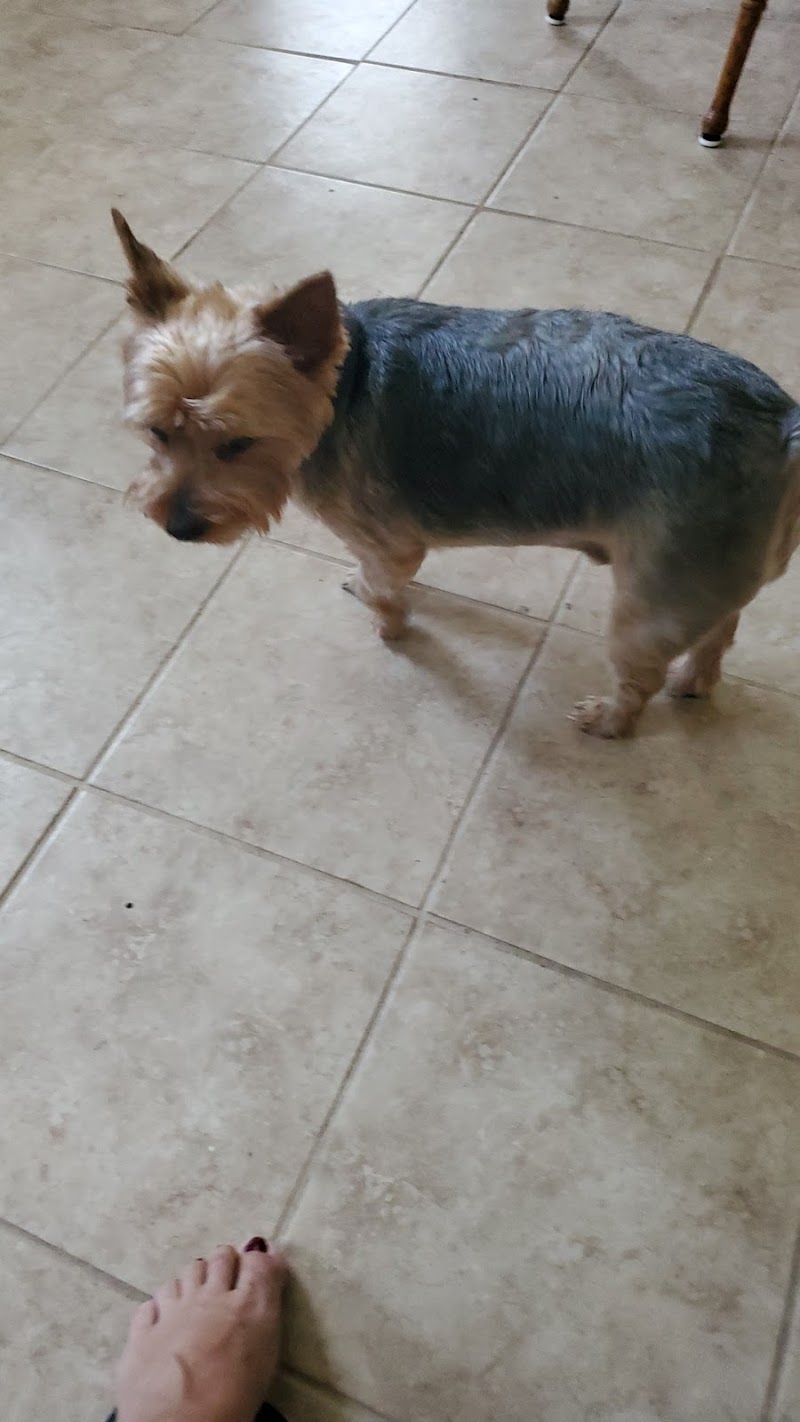 Cynthia's Pet Grooming photo 4