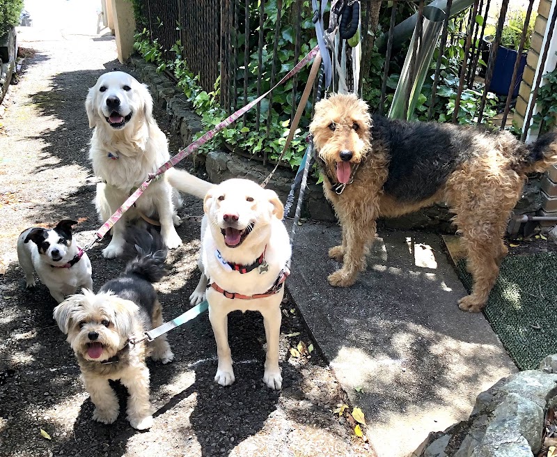 Photo of Simply Dog Walk