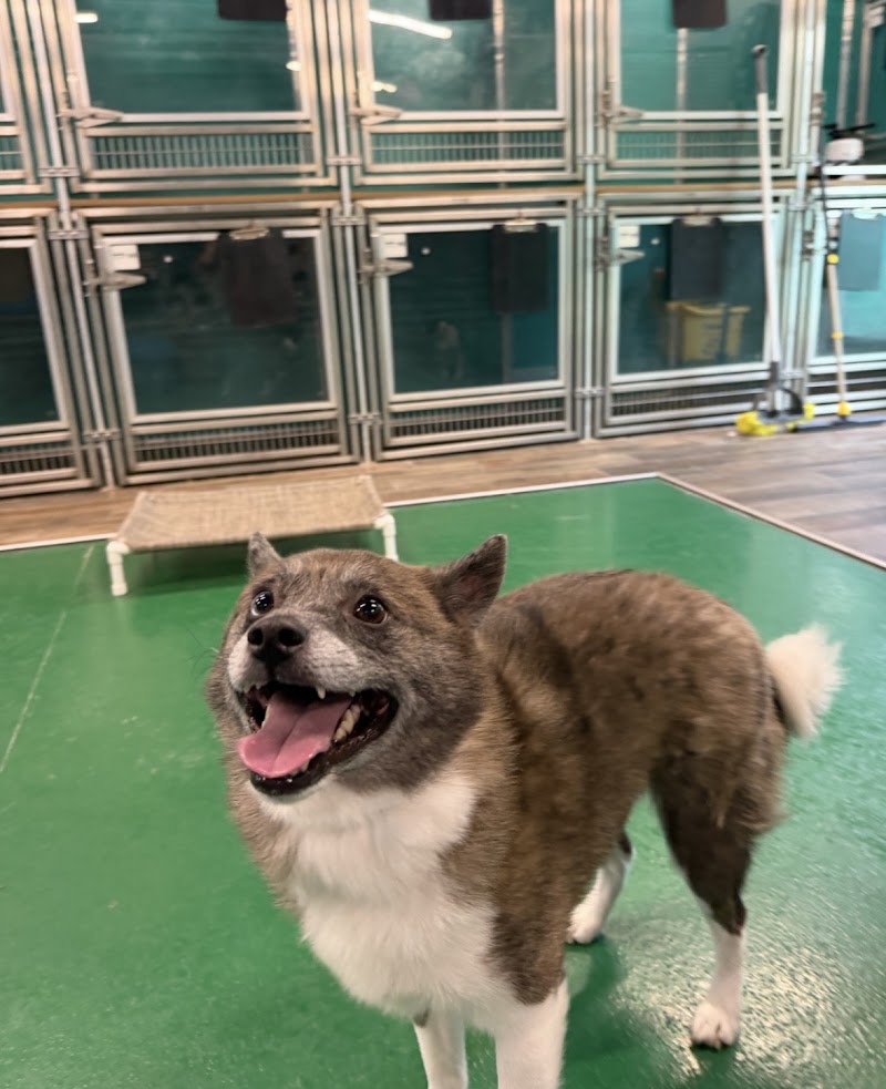 Pet Paradise Odessa photo 5