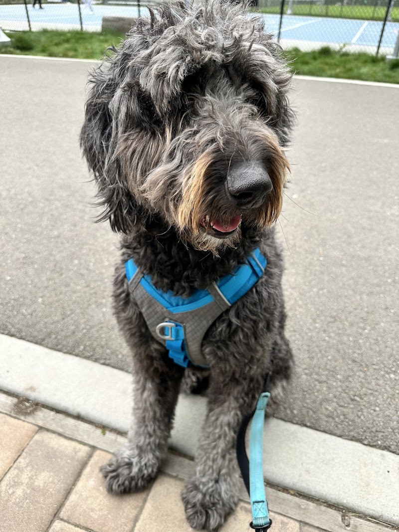 Pets on Vacay photo 3