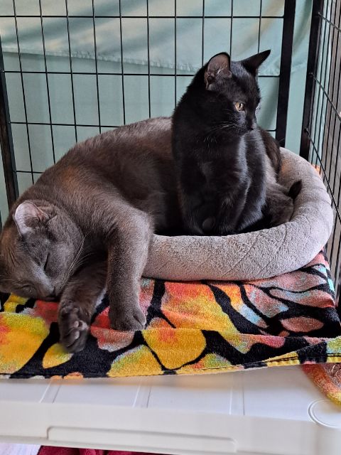 Cozy Cat Inn photo 4