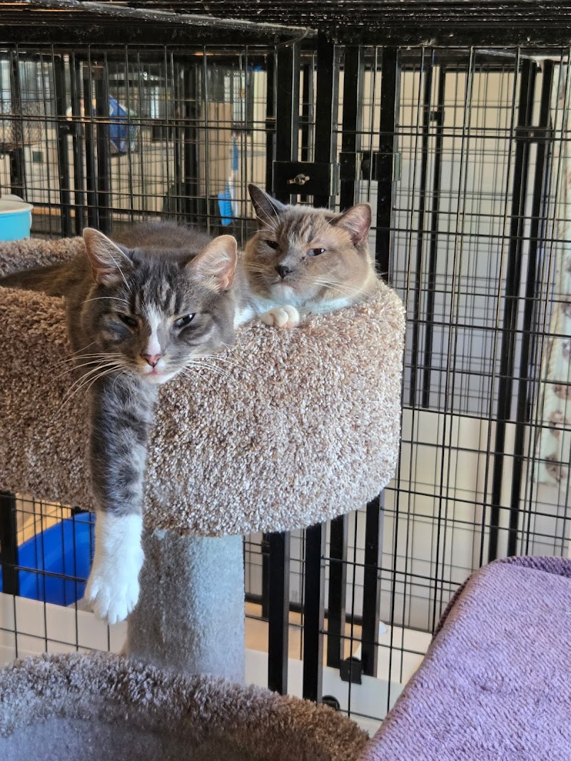 Cozy Cat Inn photo 2