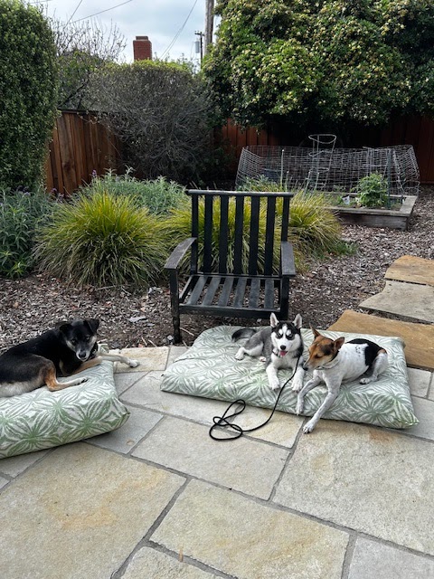 The Gentleman's Paw photo 3
