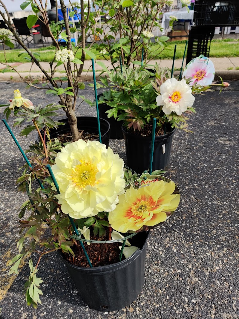 Marshall Area Farmer's Market photo 5