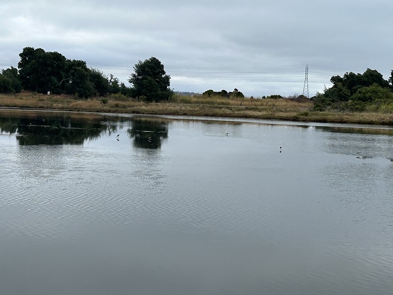 Photo of Shorebird Marsh