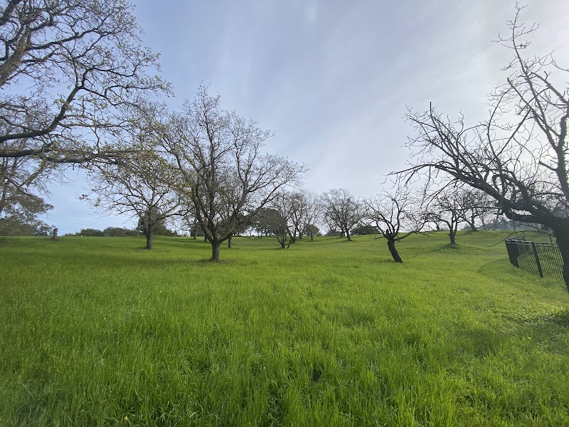 Lamorinda Skatepark photo 4