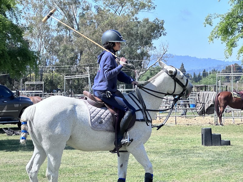South Bay Polo photo 5