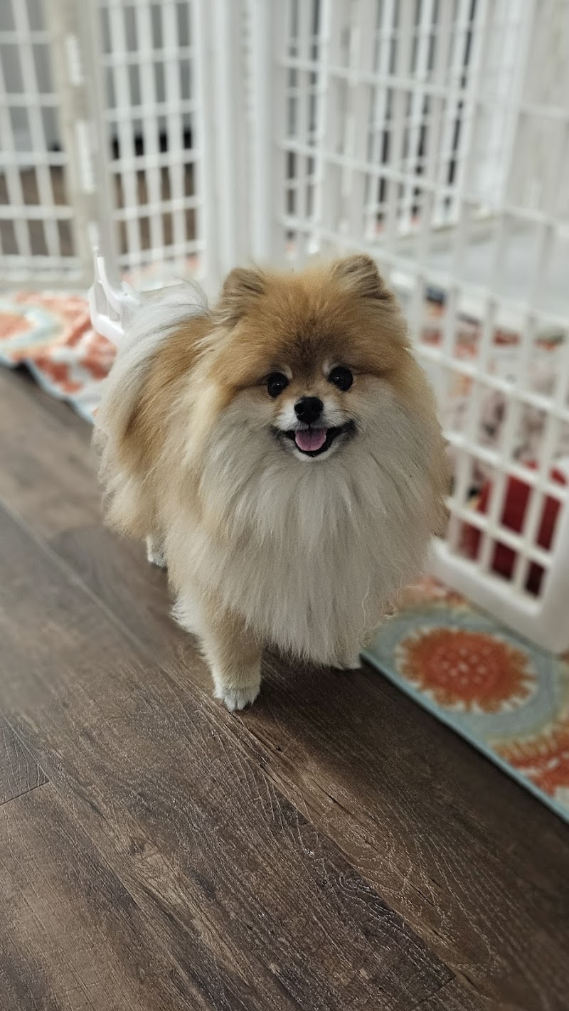 Remmi's World Pet Sitting photo 3