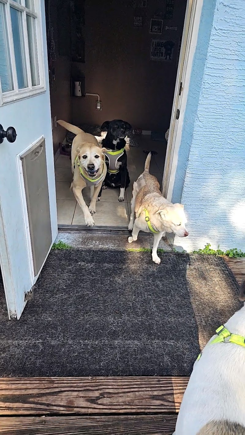 Remmi's World Pet Sitting photo 5