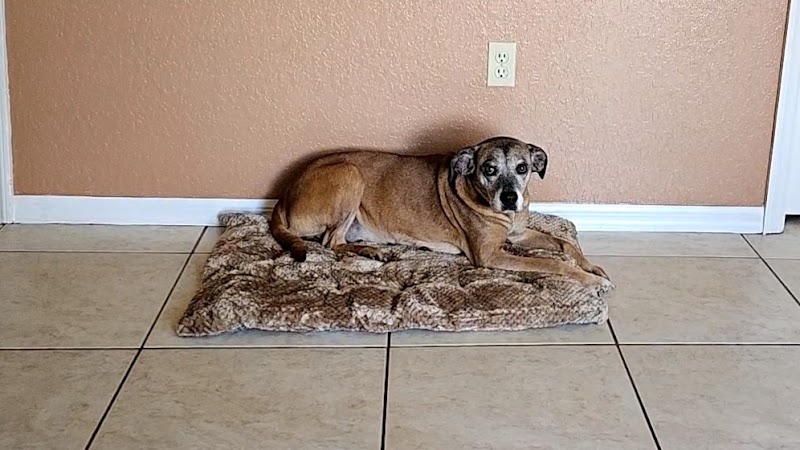 Photo of Remmi's World Pet Sitting