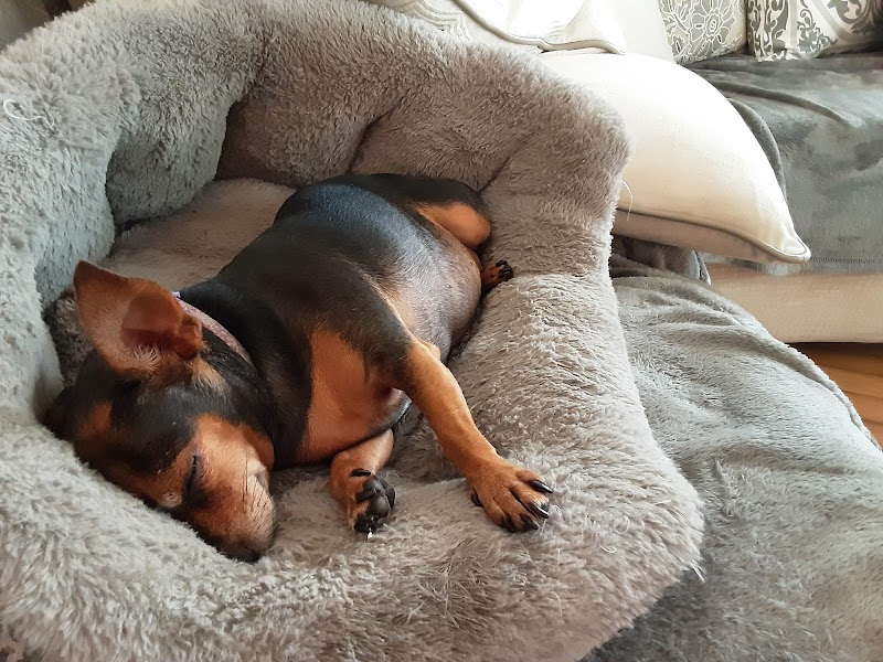 Remmi's World Pet Sitting photo 4