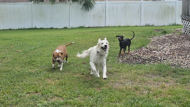 Remmi's World Pet Sitting photo 2