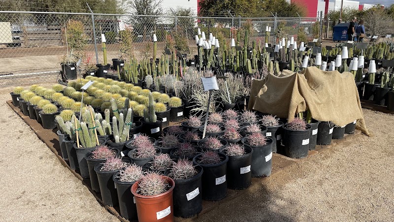 Photo of Arizona Cactus Sales