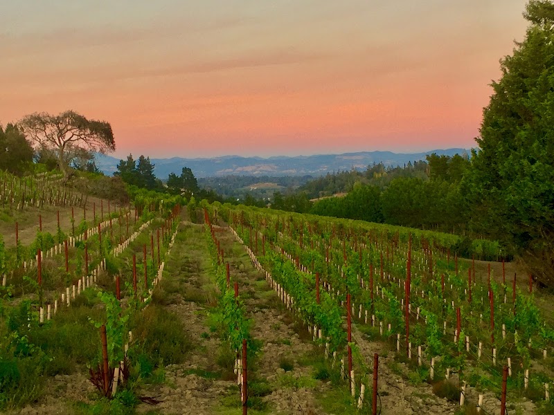 Hawk Hill Vineyard photo 3