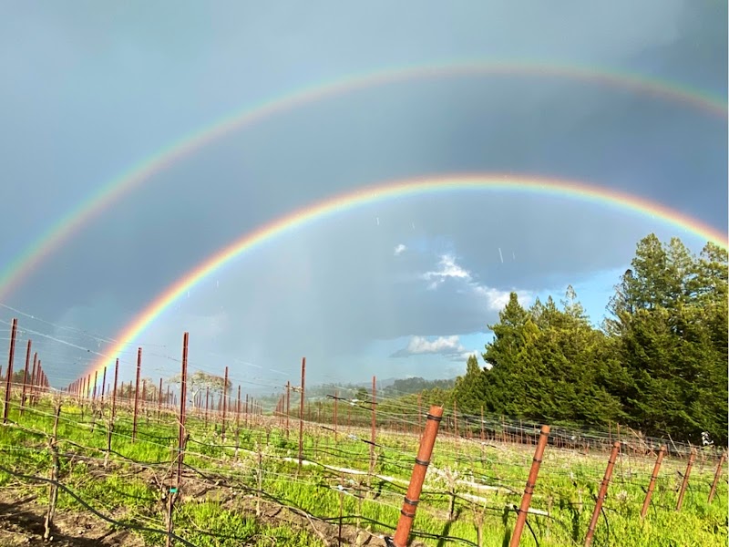 Hawk Hill Vineyard photo 4