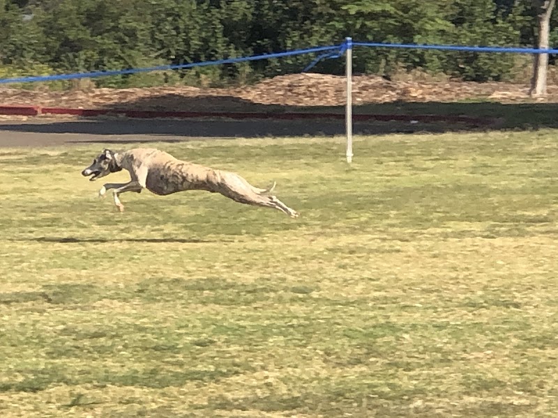 Kearny Mesa Dog Park photo 5