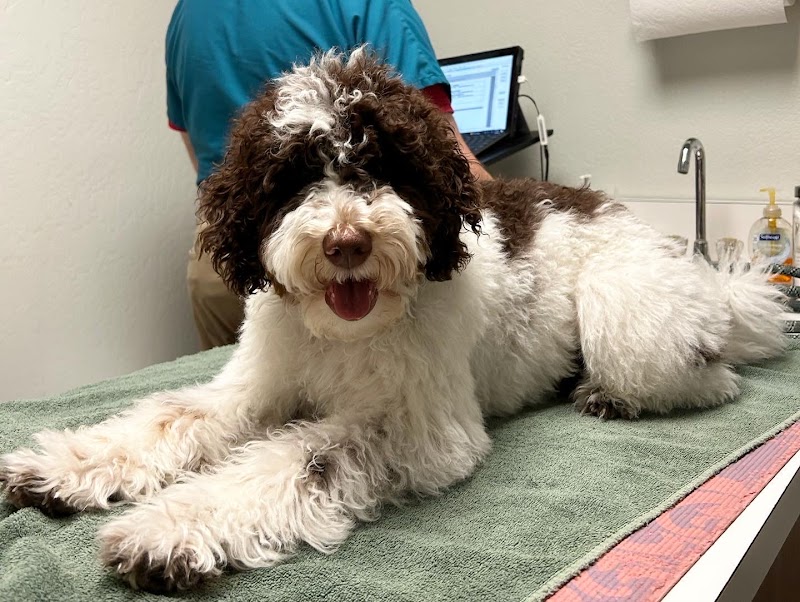 All Creatures Veterinary Hospital photo 3
