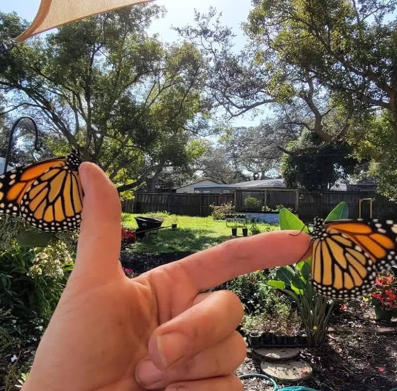 Butterfly Daisy Nursery photo 2