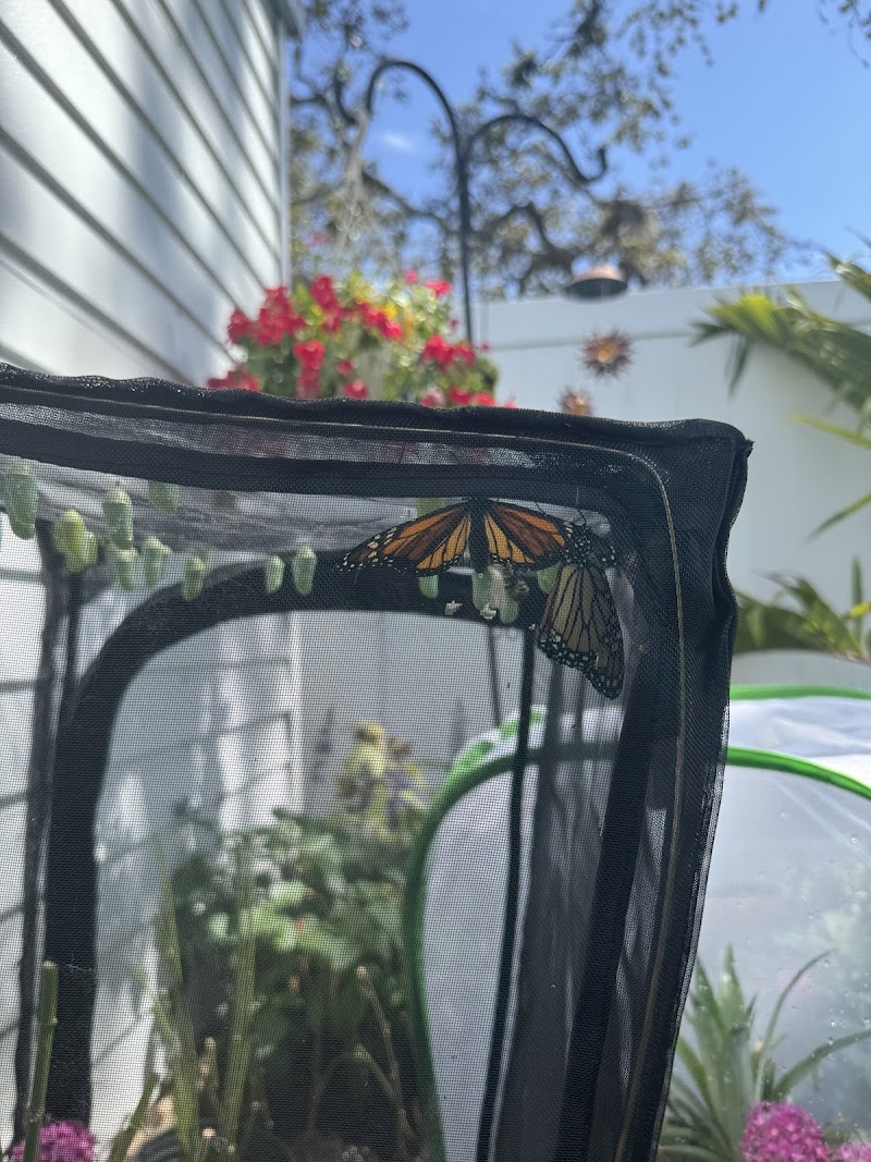 Photo of Butterfly Daisy Nursery