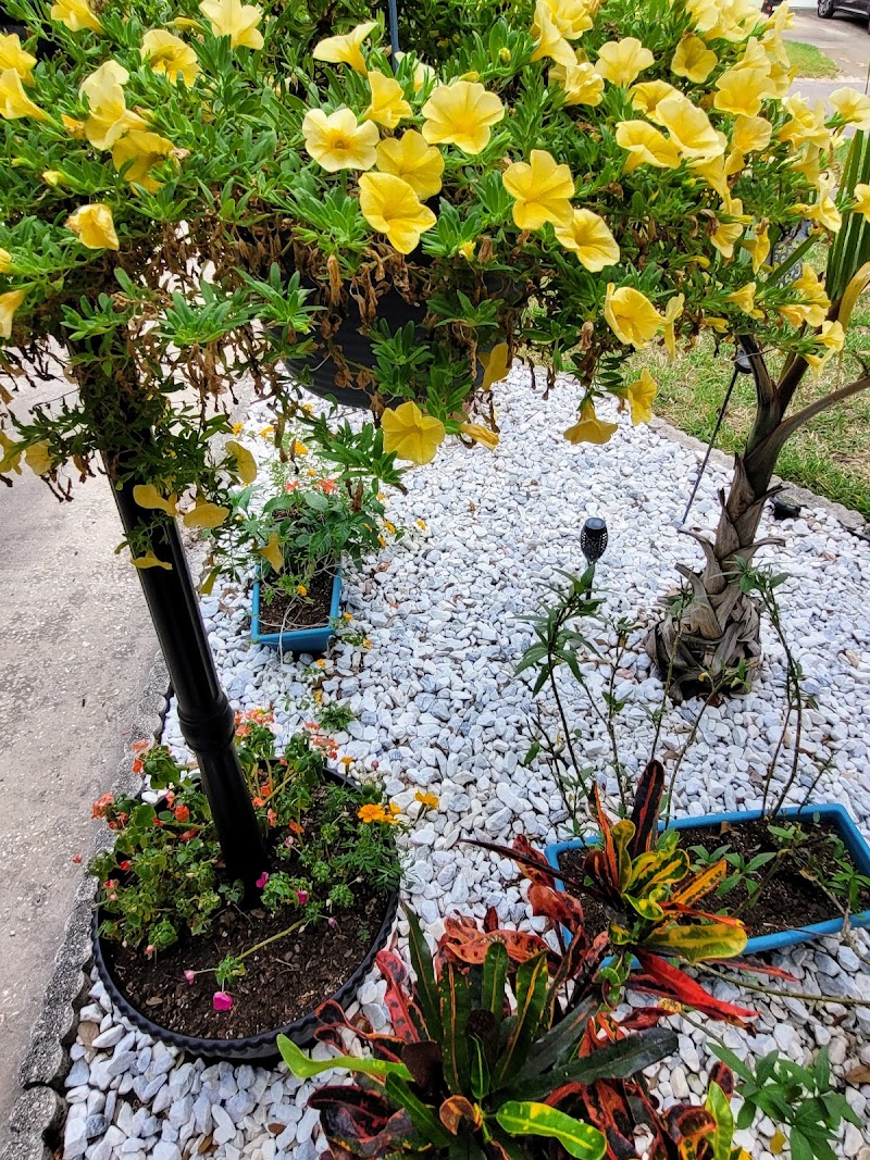 Butterfly Daisy Nursery photo 4