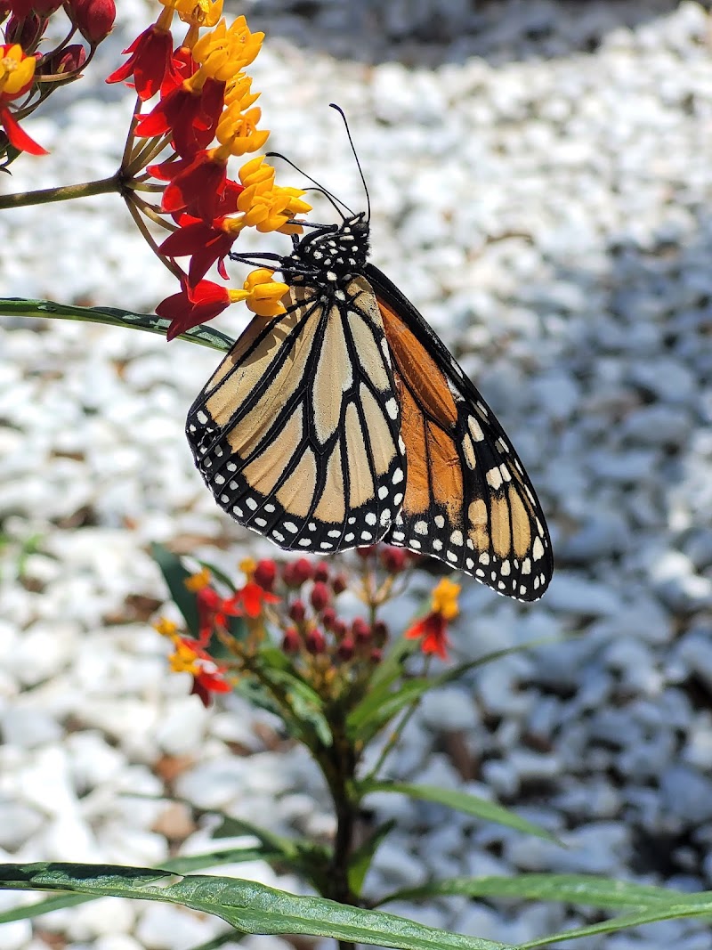 Butterfly Daisy Nursery photo 5