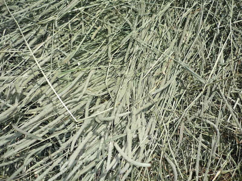 Photo of Pastorino Hay & Ranch Supply, Inc.