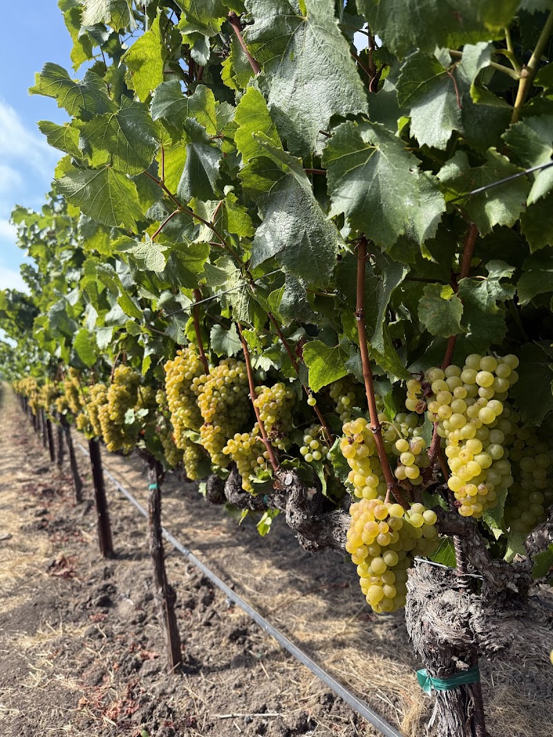 Sangiacomo Vineyards photo 2