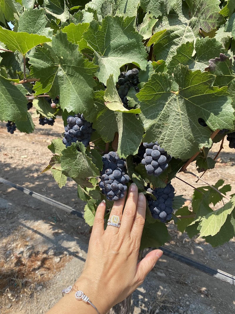 Sangiacomo Vineyards photo 5