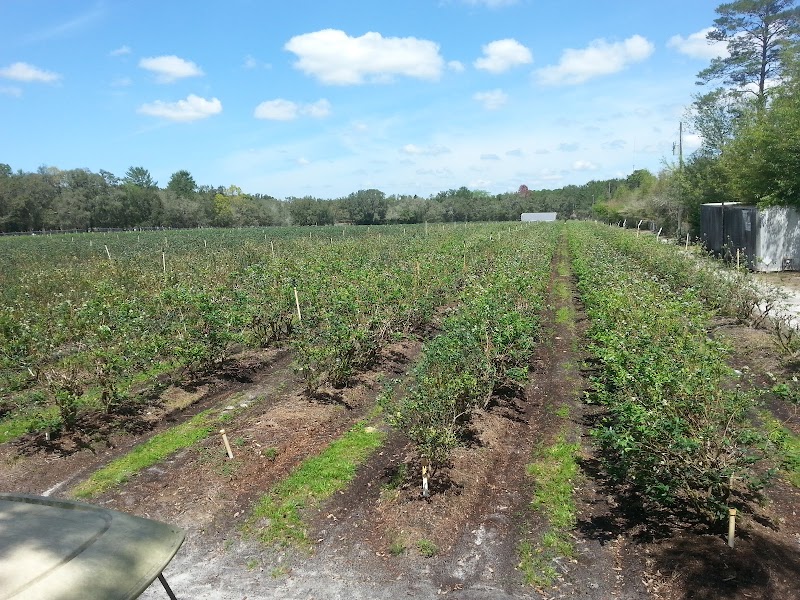 Photo of Wispering Oak Blueberry Farm