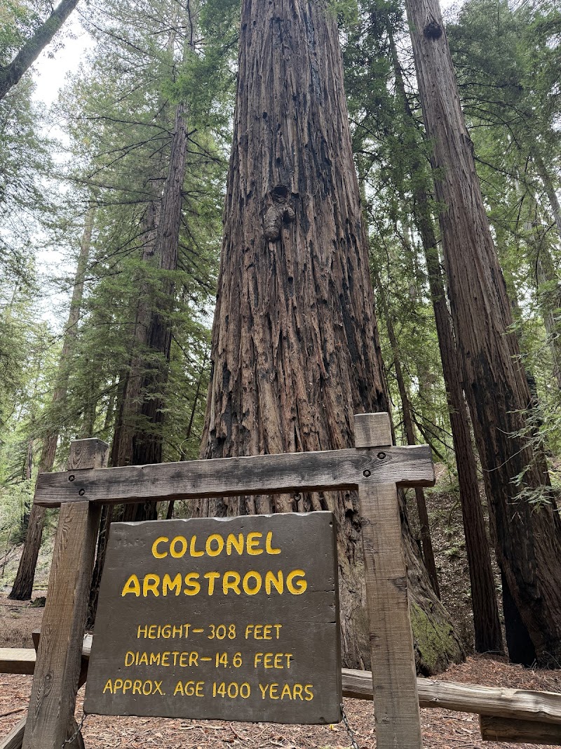 Photo of Colonel Armstrong Tree