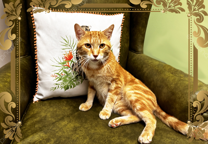 Avocato Catfe/PAAW photo 5