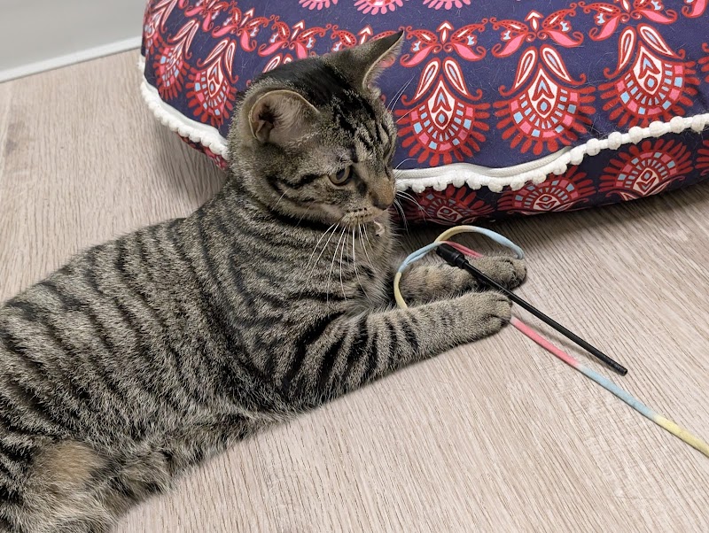 Avocato Catfe/PAAW photo 3