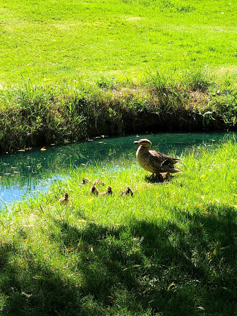 Turtle Creek photo 2