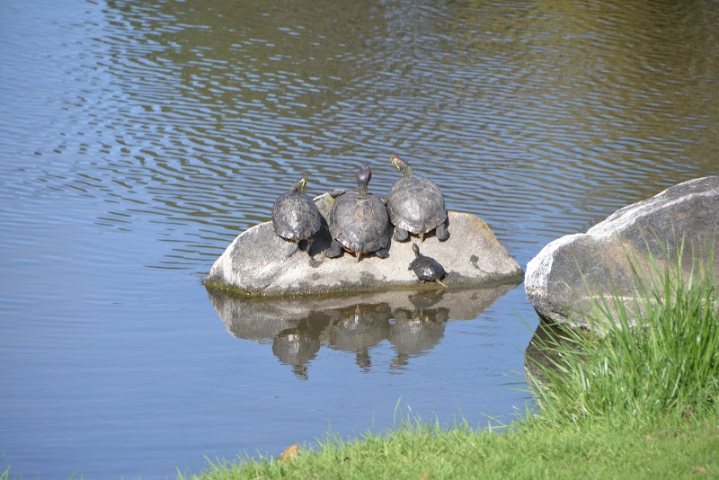 Turtle Creek photo 5