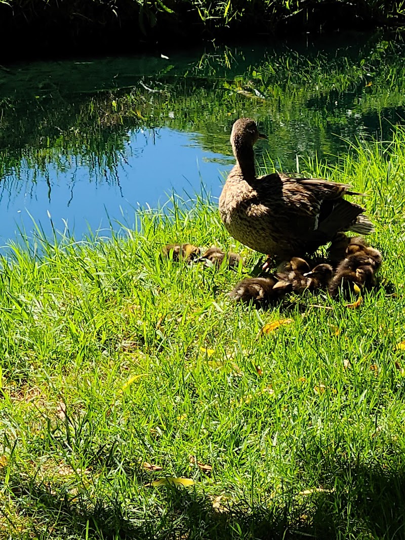 Turtle Creek photo 4