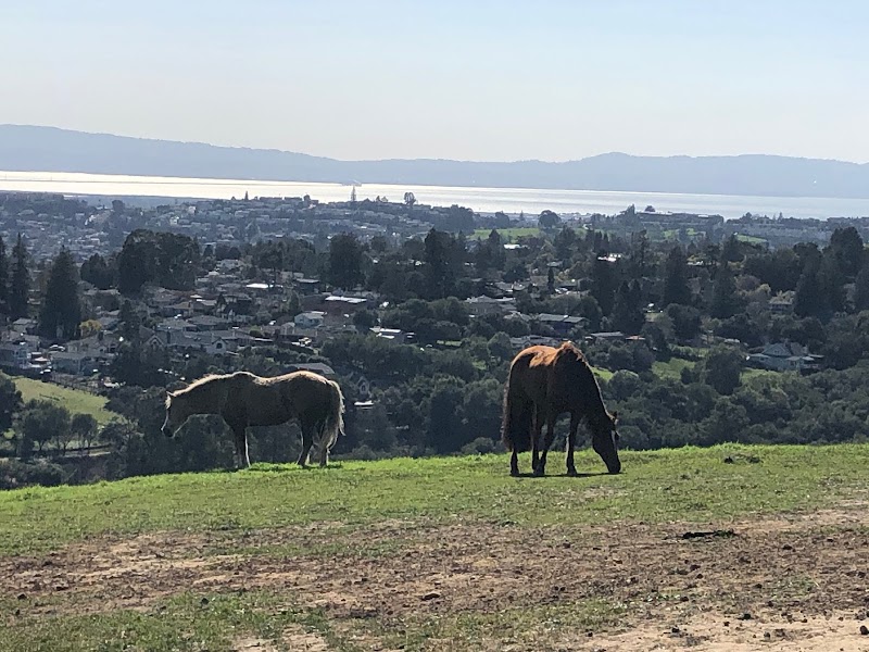 Redwood Rangers Horse Pasture photo 4