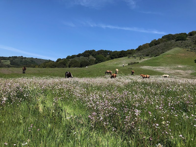 Redwood Rangers Horse Pasture photo 2