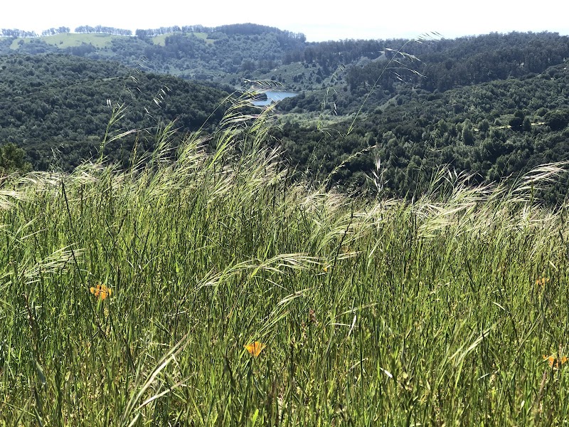 Photo of Redwood Rangers Horse Pasture