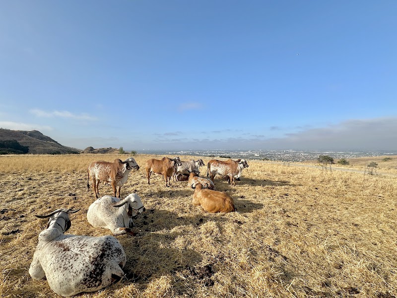 Sri Krishna Balaram Goshala (Cow sanctuary) photo 2