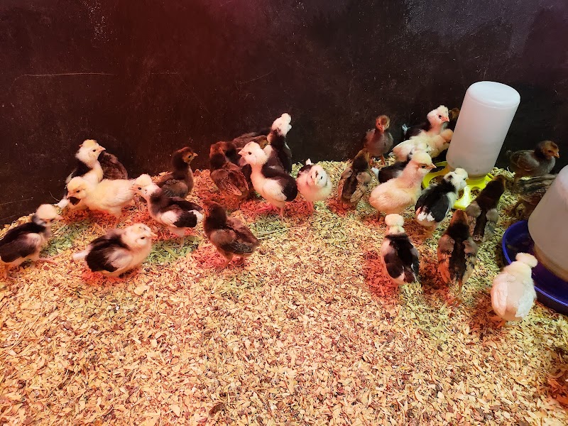 Schiro's Feed at Fishhawk photo 2