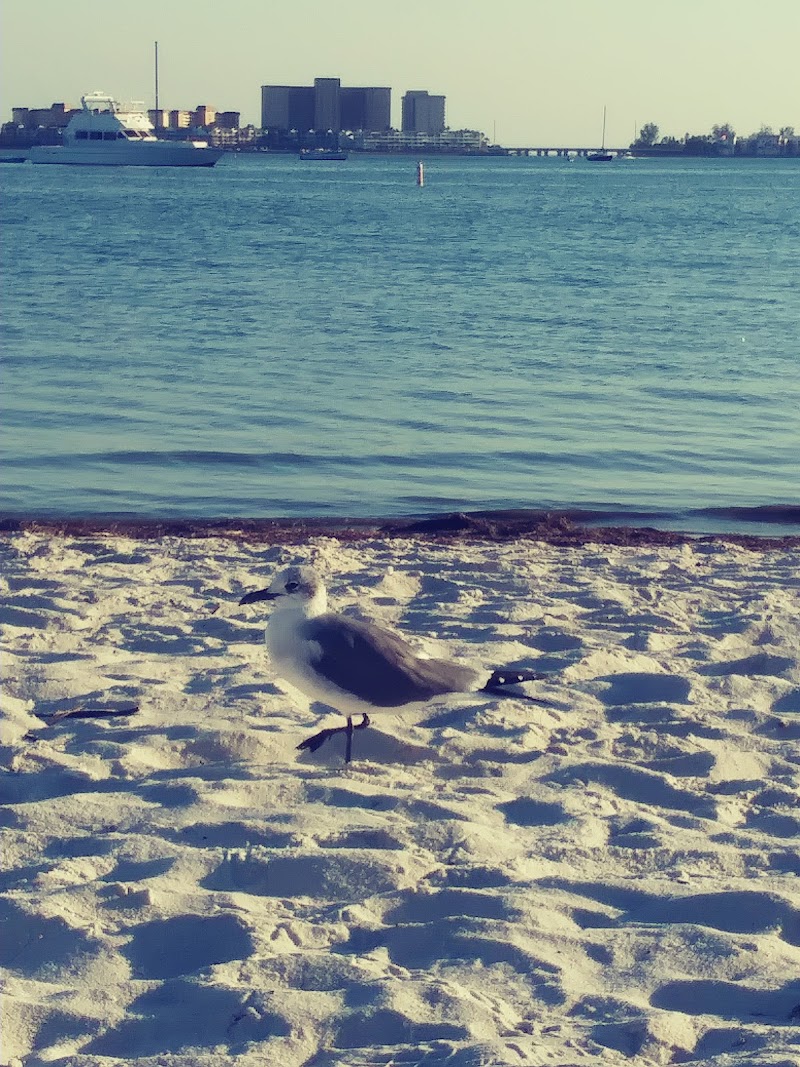 Visit Gulfport, Florida (Gulfport Merchants Chamber of Commerce) photo 2