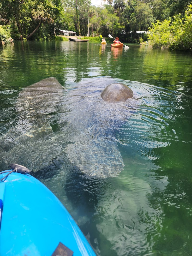 Weeki Wachee Wildlife Management Area photo 4