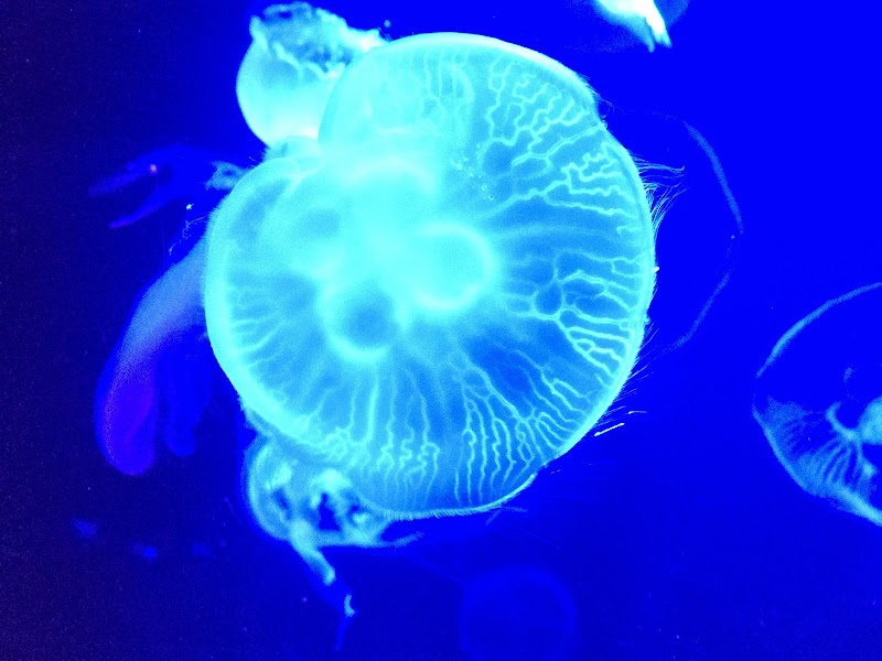 The Dive Aquarium at the Frost Museum photo 4