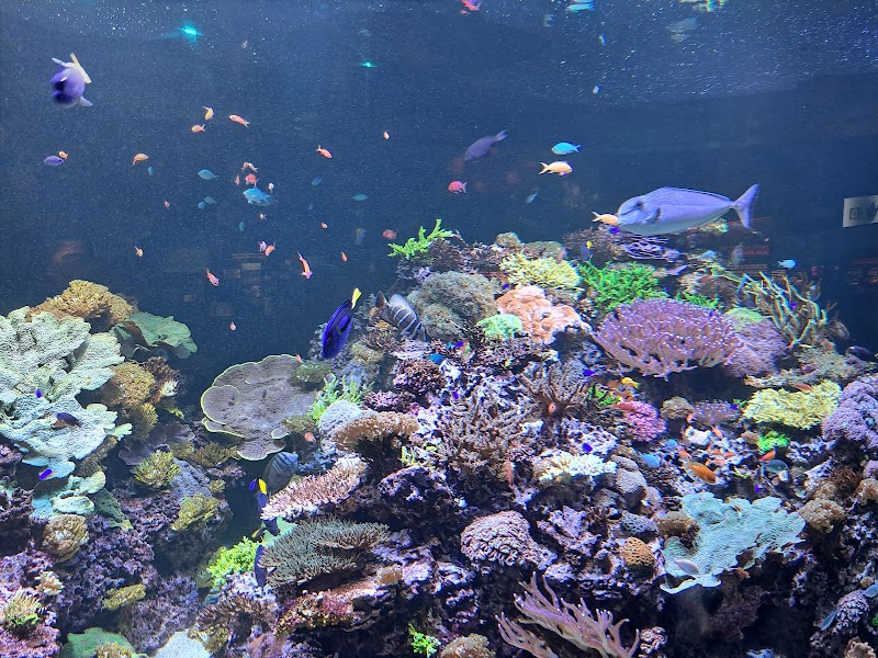 The Dive Aquarium at the Frost Museum photo 3